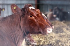 Cows at Newham Grange Farm