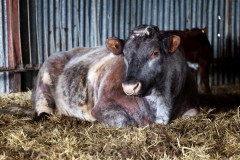 Cows at Newham Grange Farm