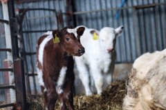 Cows at Newham Grange Farm