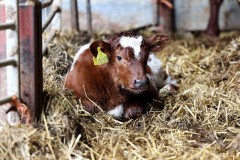 Cows at Newham Grange Farm