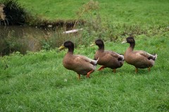 Ducks at Newham Grange Farm
