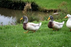 Ducks at Newham Grange Farm