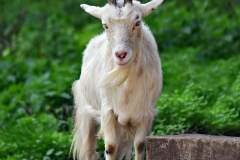 goat-1