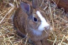 Rabbit