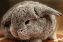 bunny