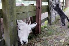 Newham Grange Leisure Farm in Coulby Newham. Photograph: Stuart Boulton.