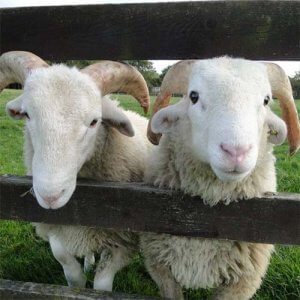 A photo of two sheep looking through a fence