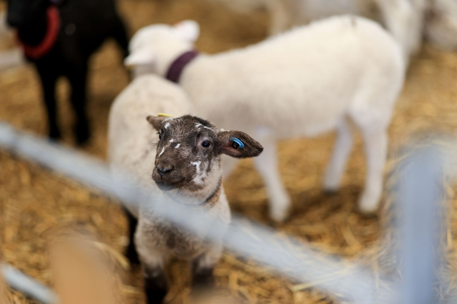 Black-faced newborn lamb at newham grange