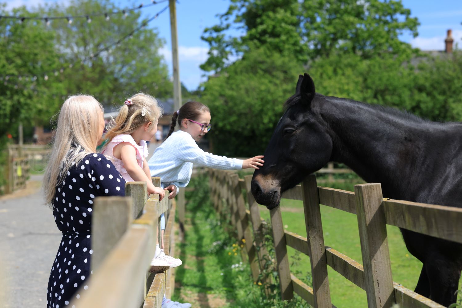 Black horse being petted in the field Black horse being petted in the field