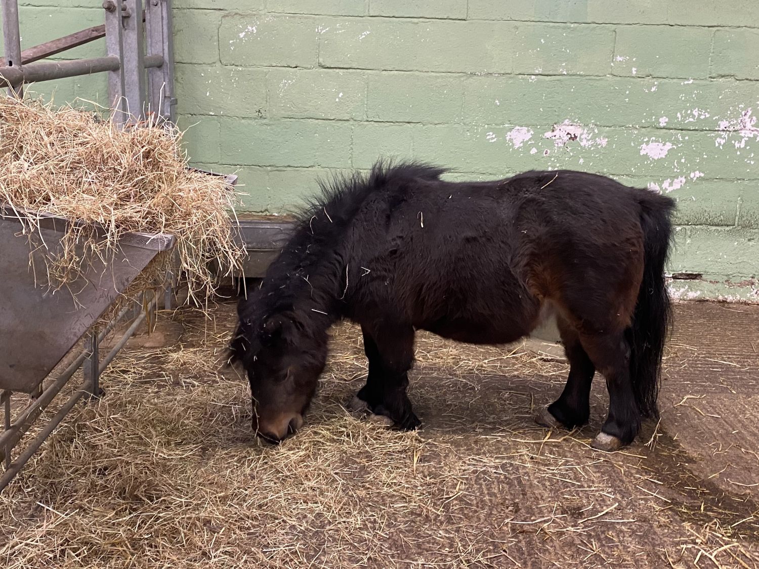 Black pony eating hay in the barn