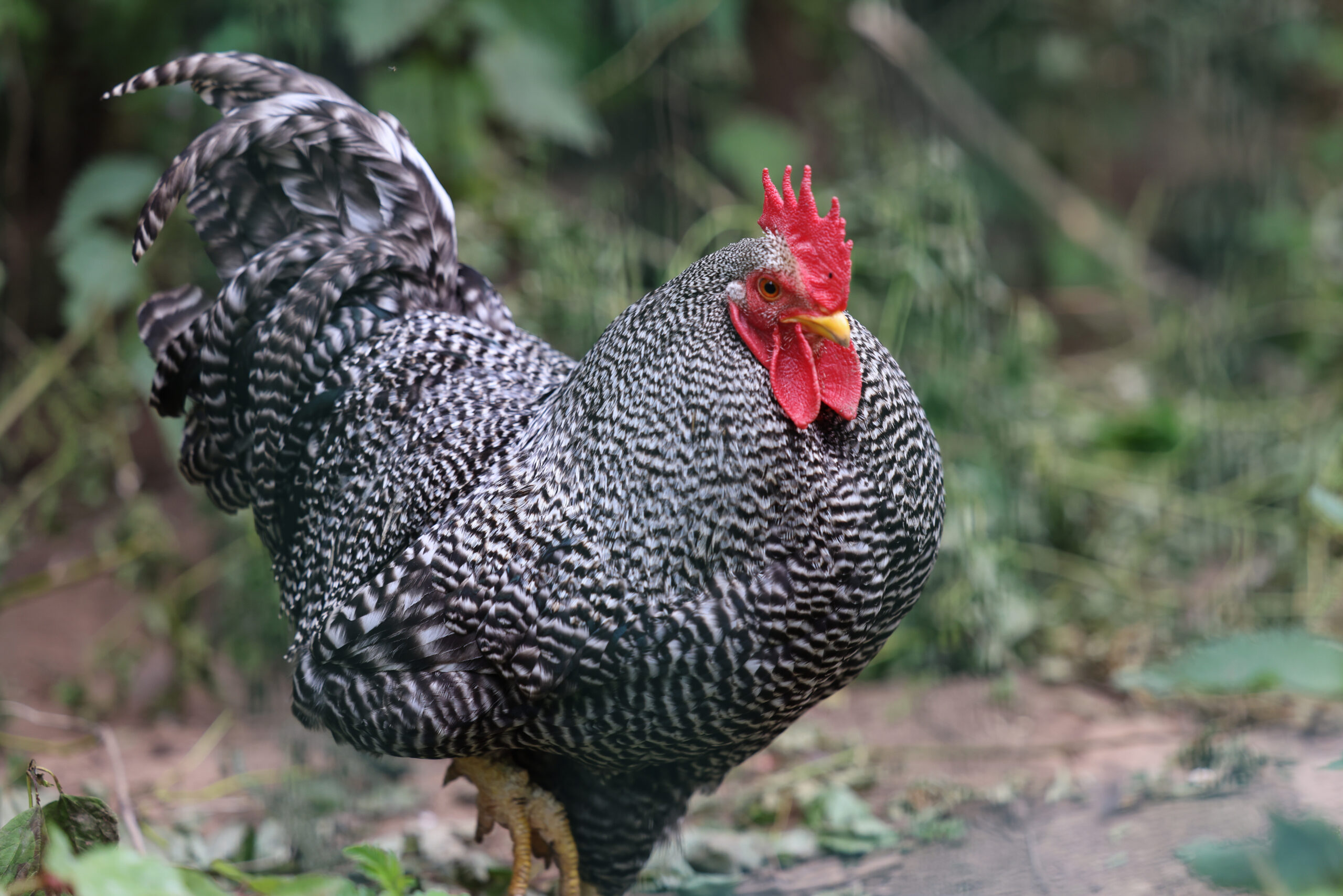 Chicken Rooster at newham grange Chicken at newham grange
