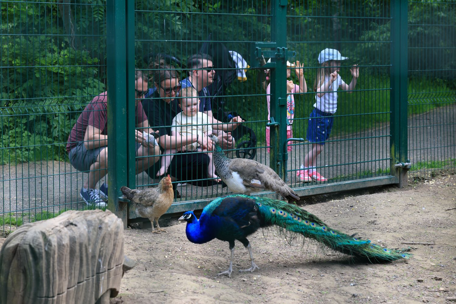 Chickens and peacocks in the woodland walk bird enclosure