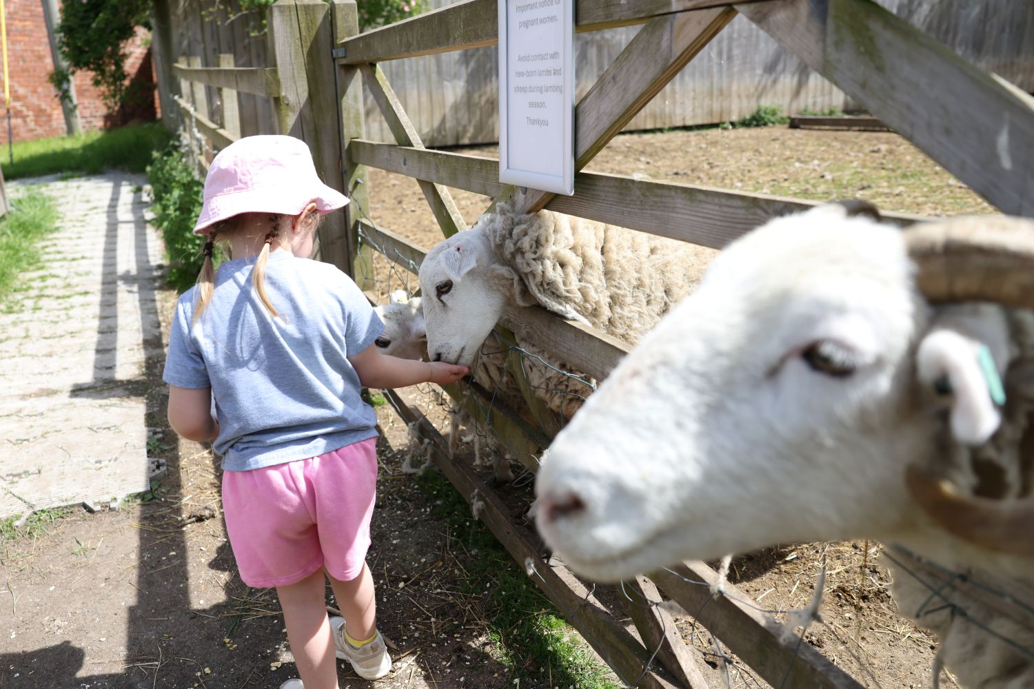 Child feeding sheep through a gate