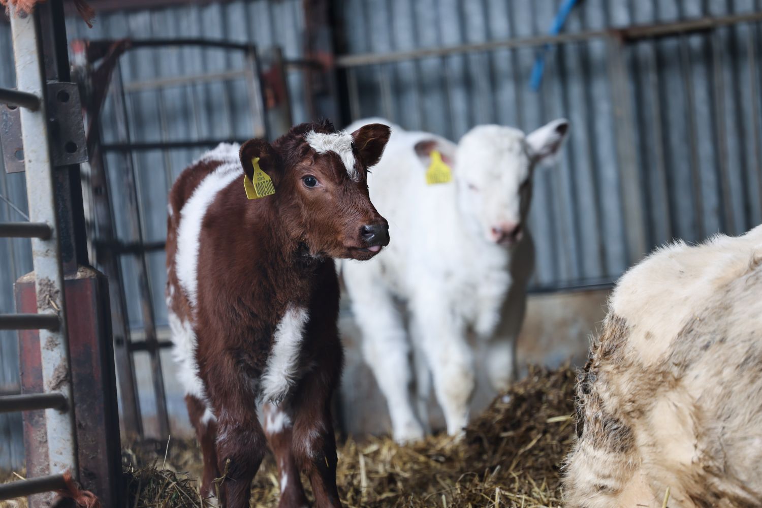 Cows and calves in the barn Sponsor an animal like these baby cows in our discovery barn
