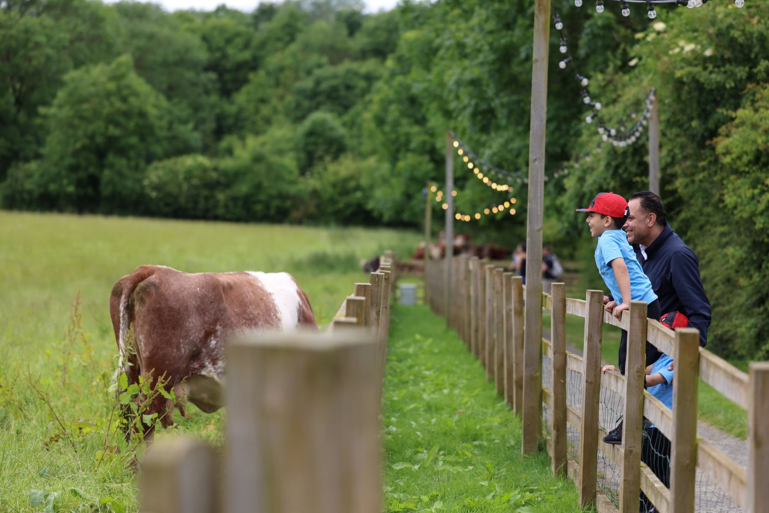 Cows in the field meeting a family