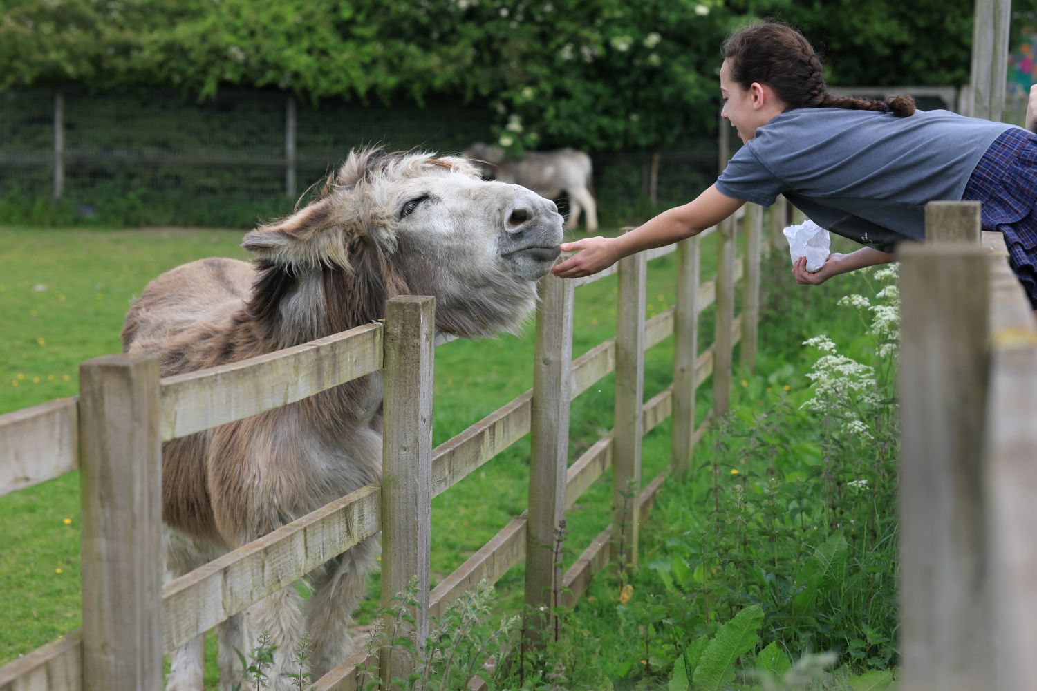 Donkey enjoying a scratch and some food