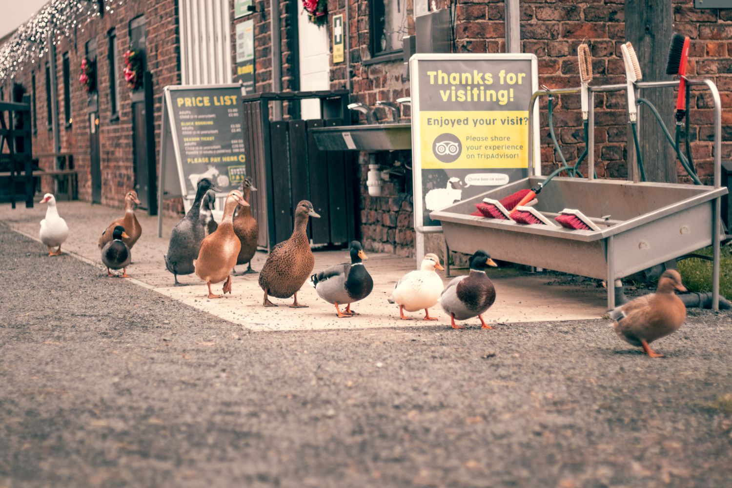 Ducks parading through the farm like they own the place