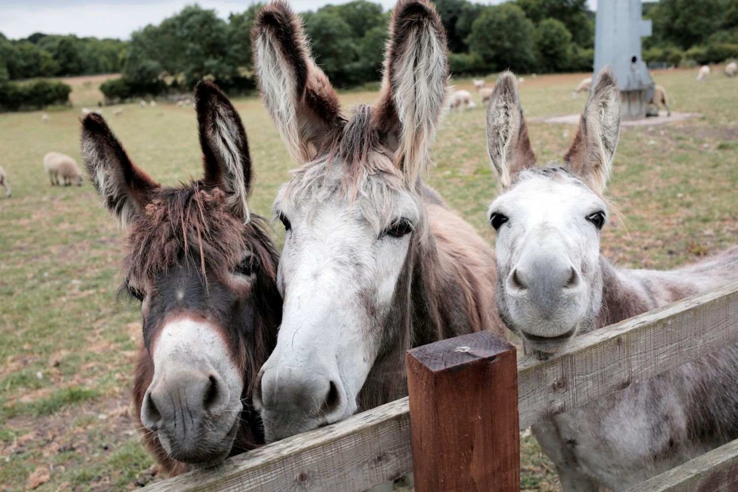 Family of donkeys come to say hello