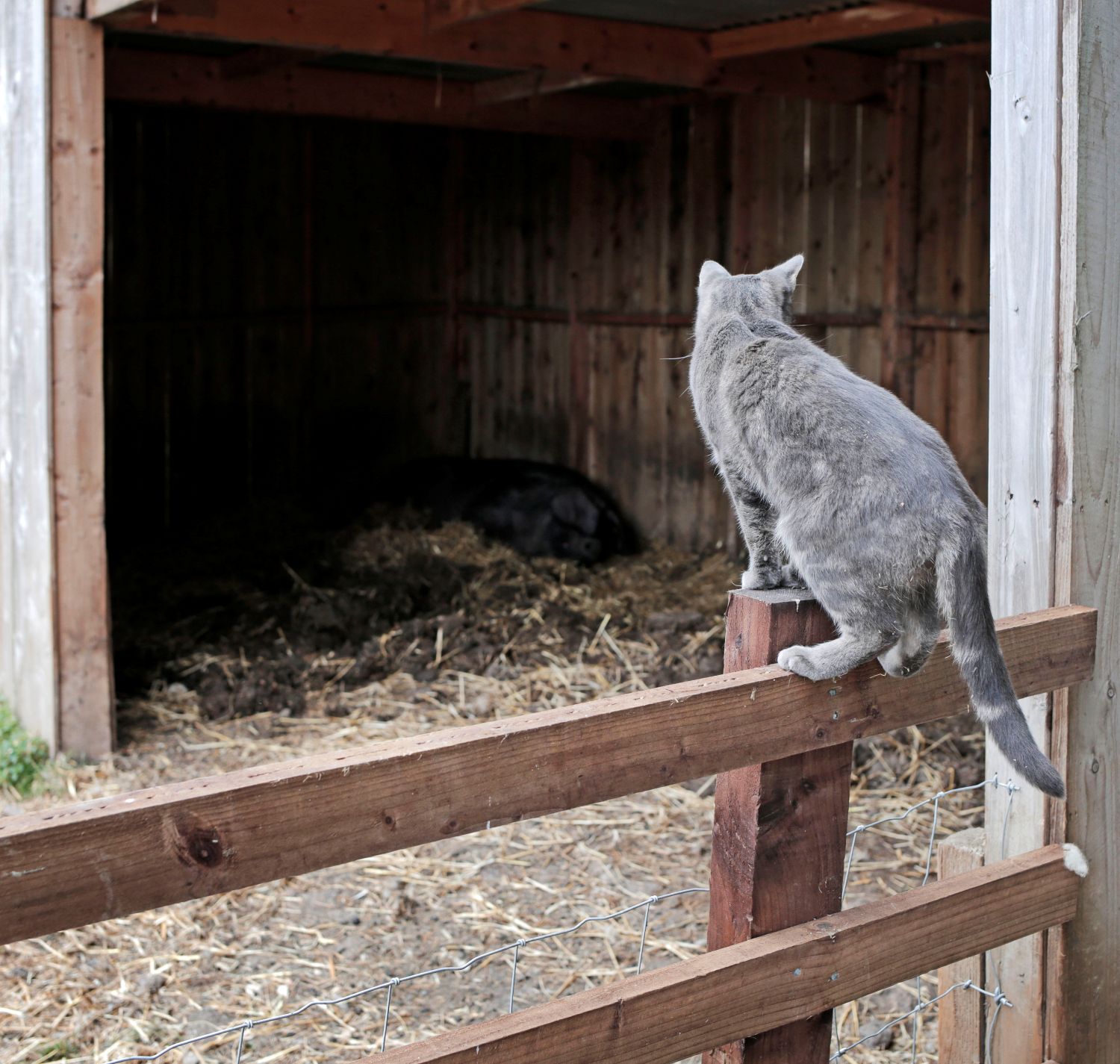 Farm cat keeping an eye on the pigs