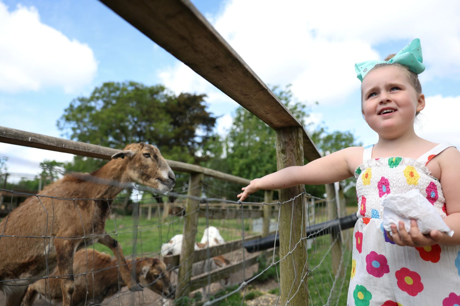 Goats being fed by a small girl