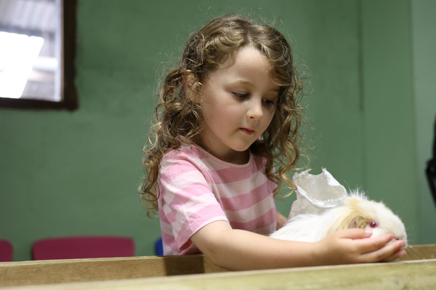 Guinea pig being fed by small girl Guinea pig being fed by small girl
