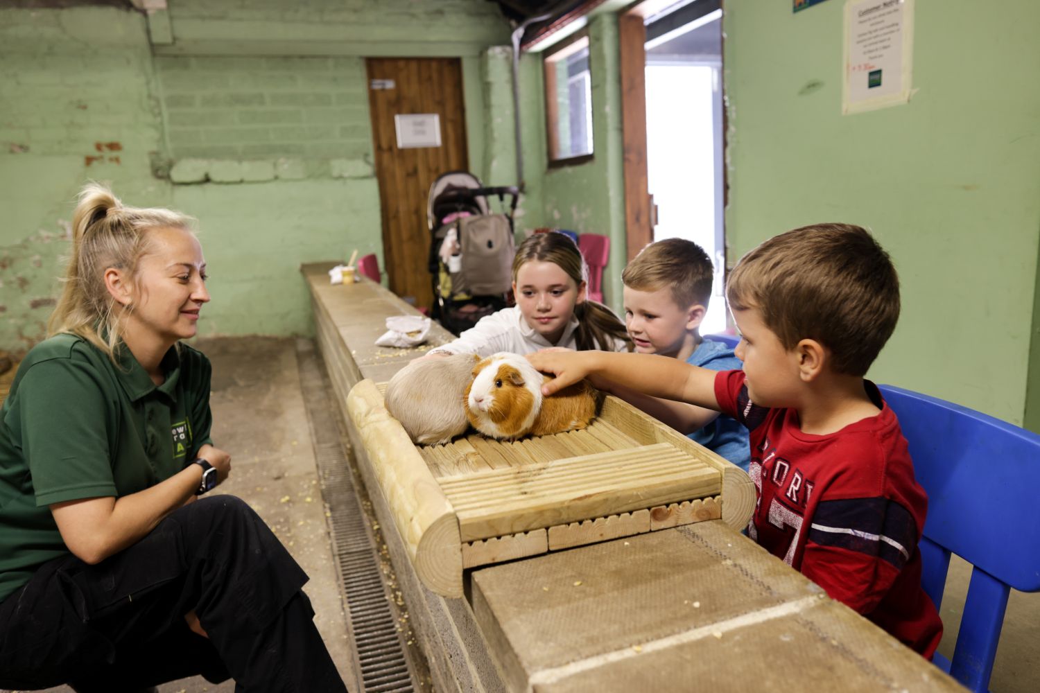 Guinea pig hands on and animal care in discovery barn Guinea pig hands on and animal care in the discovery barn