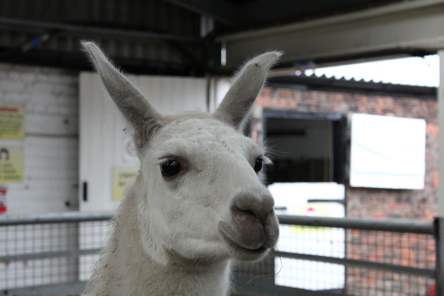 LLama close up