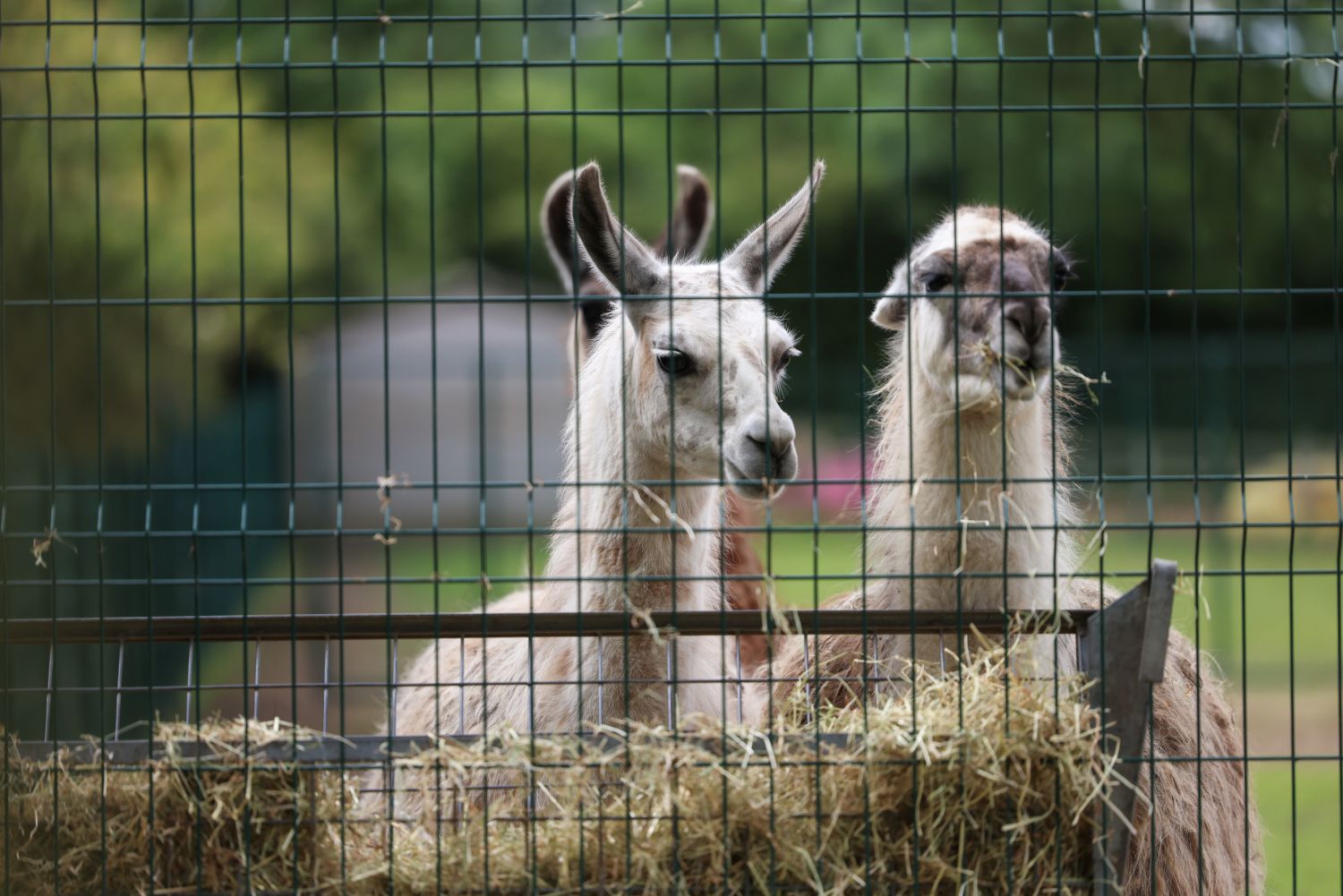 Llamas eating hay in their enclosure