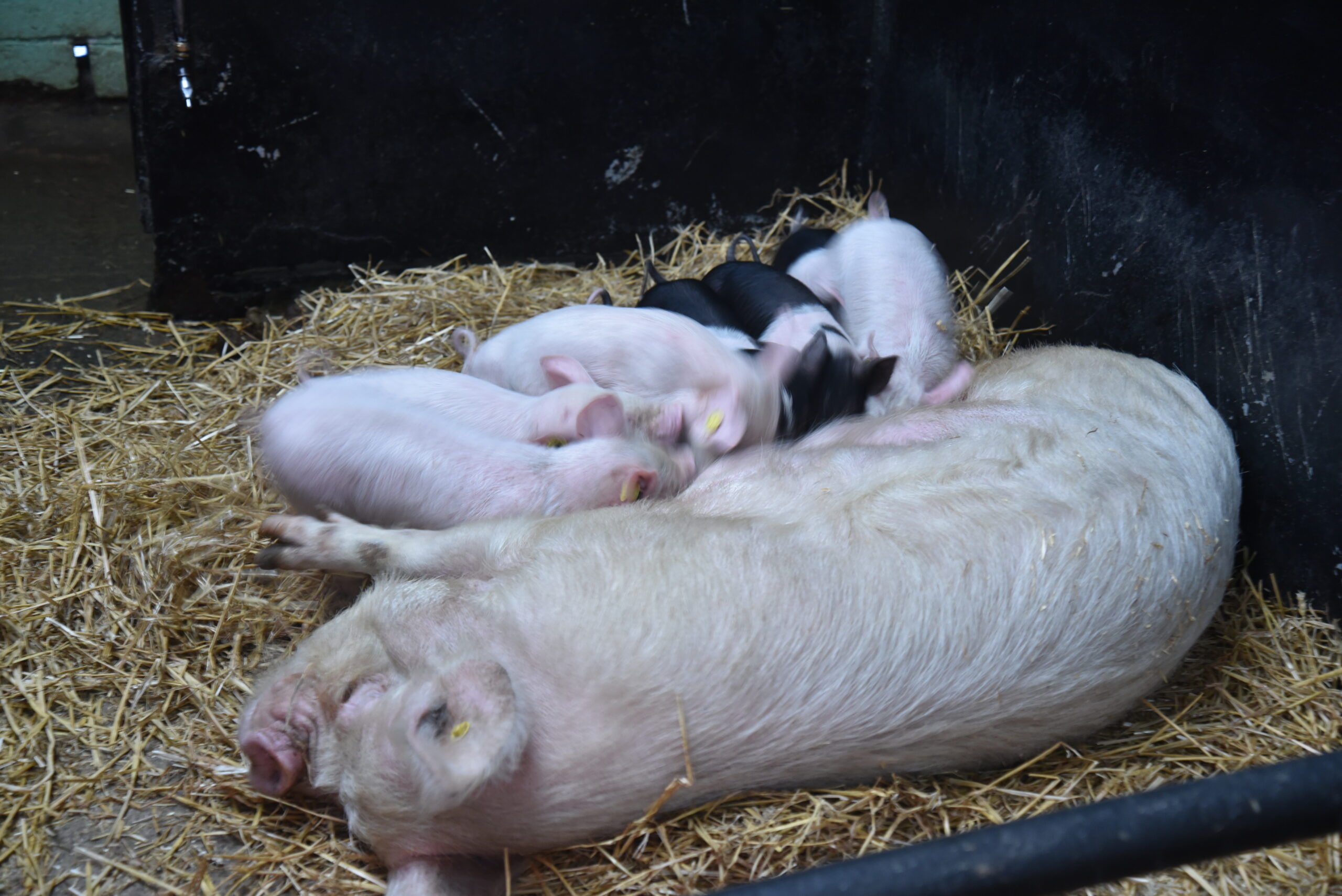 Pig with piglets