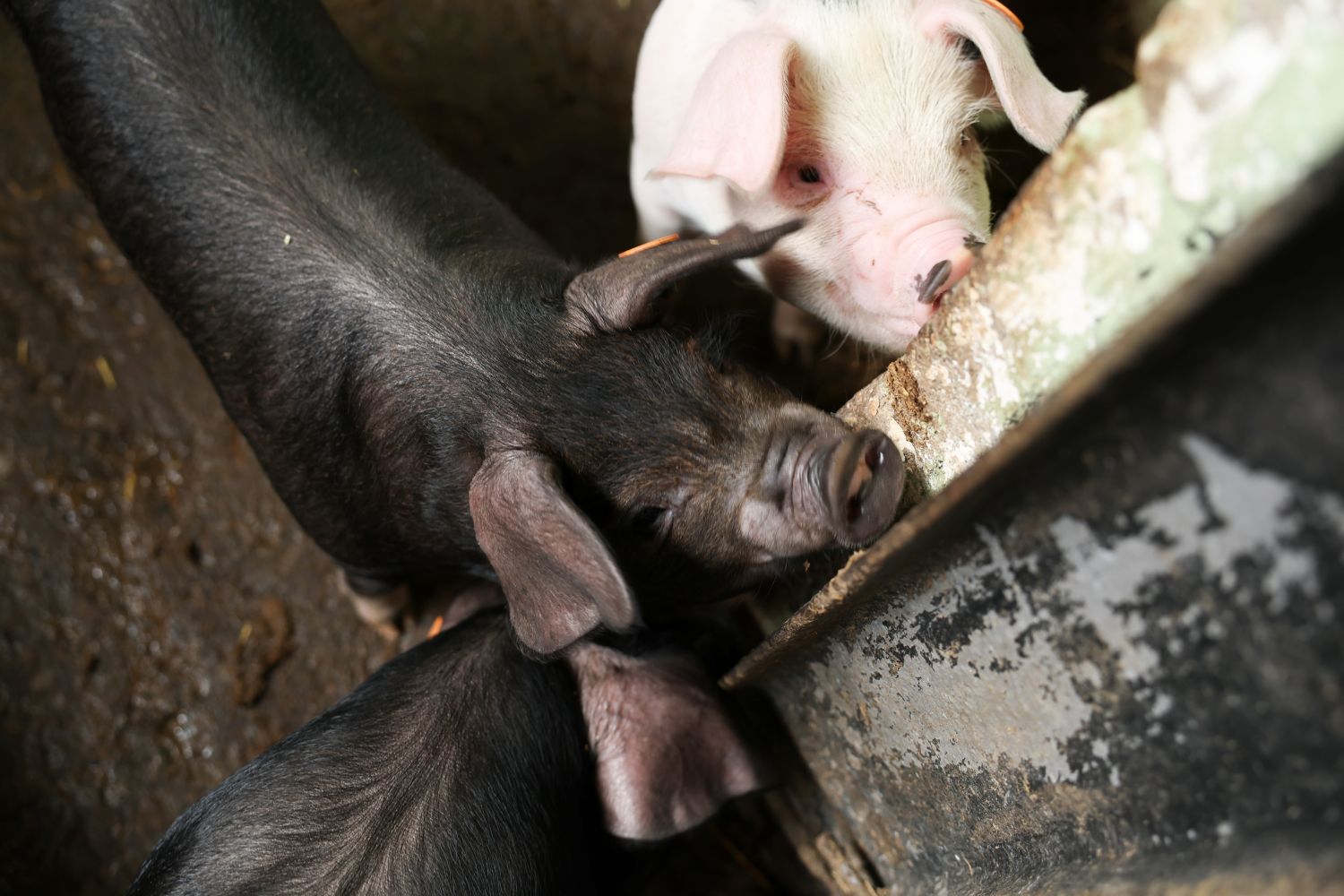 Piglets saying hello
