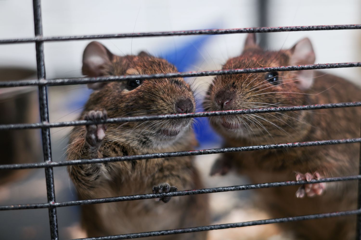 Small rodents in the discovery barn