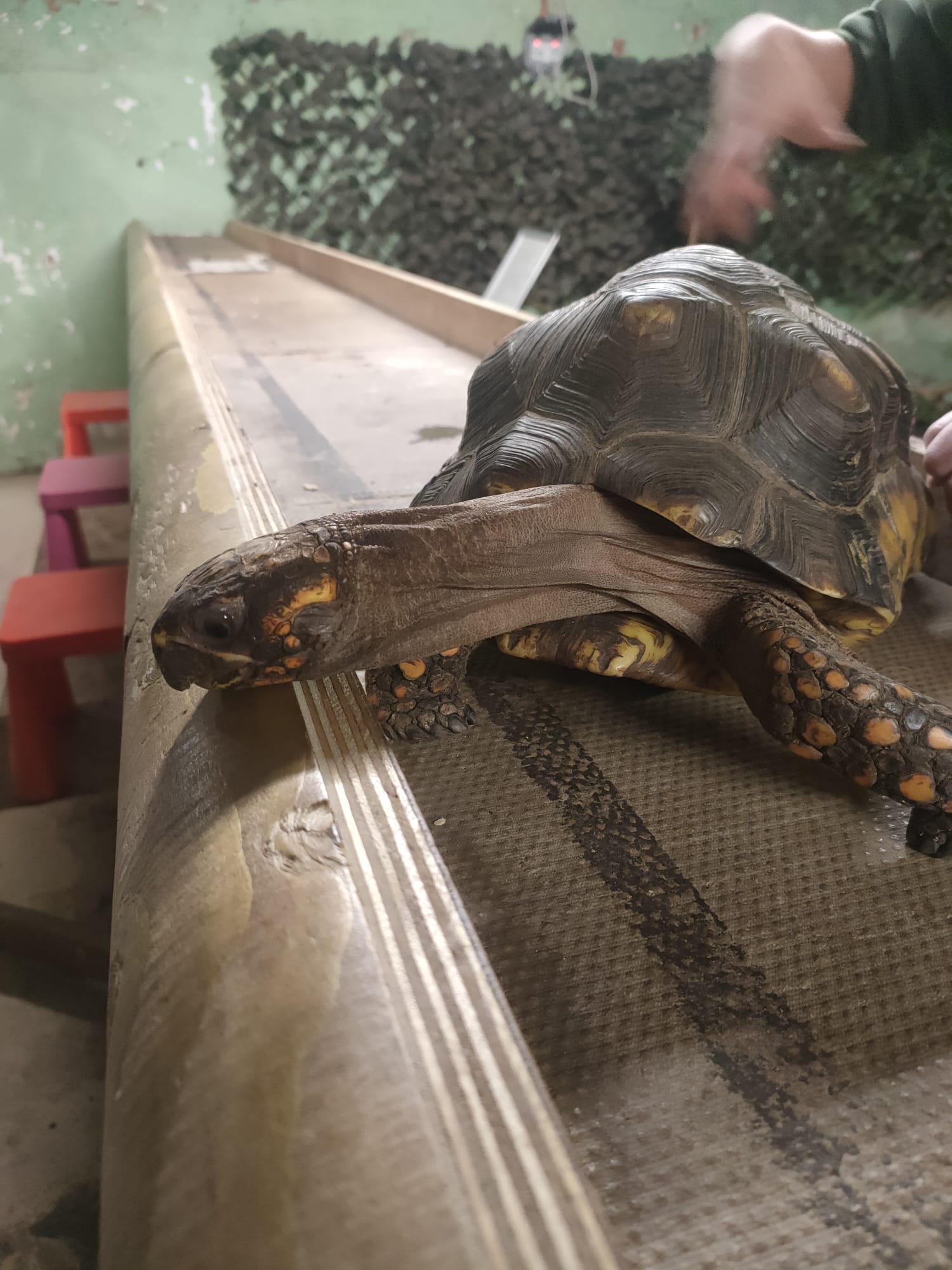 Tortoises at Newham Grange Farm