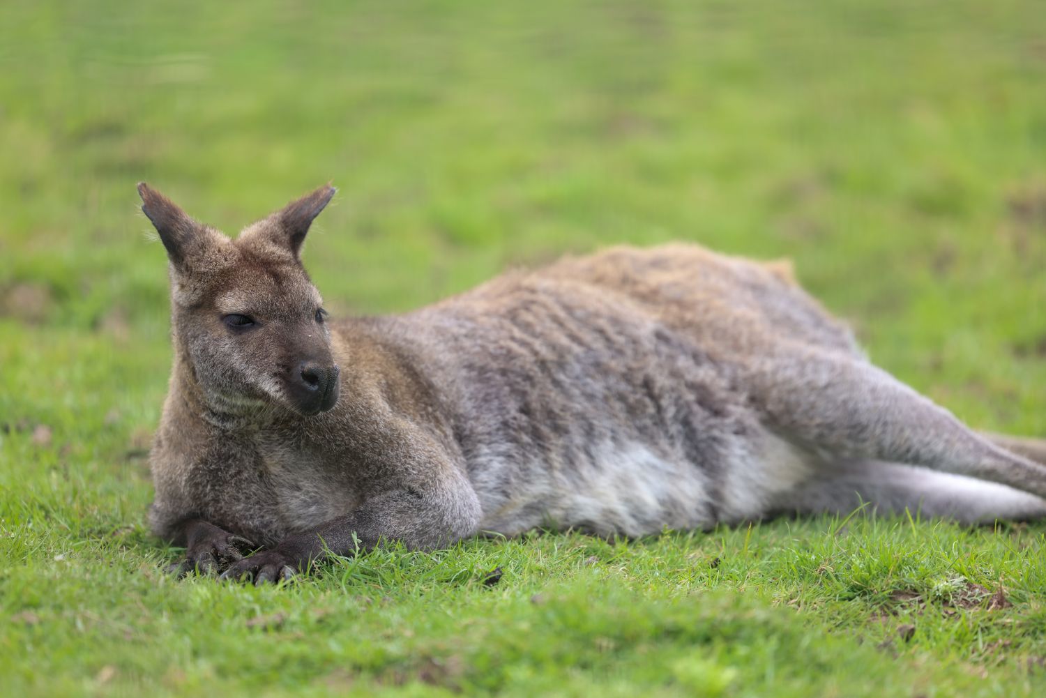 Wallaby at Newham Grange Farm