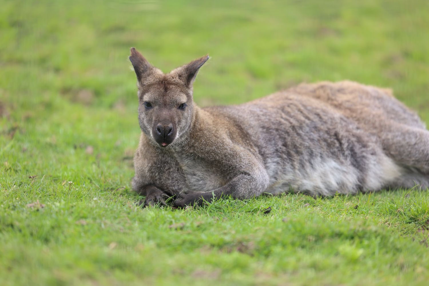 Wallaby sticking its tongue out at newham grange farm