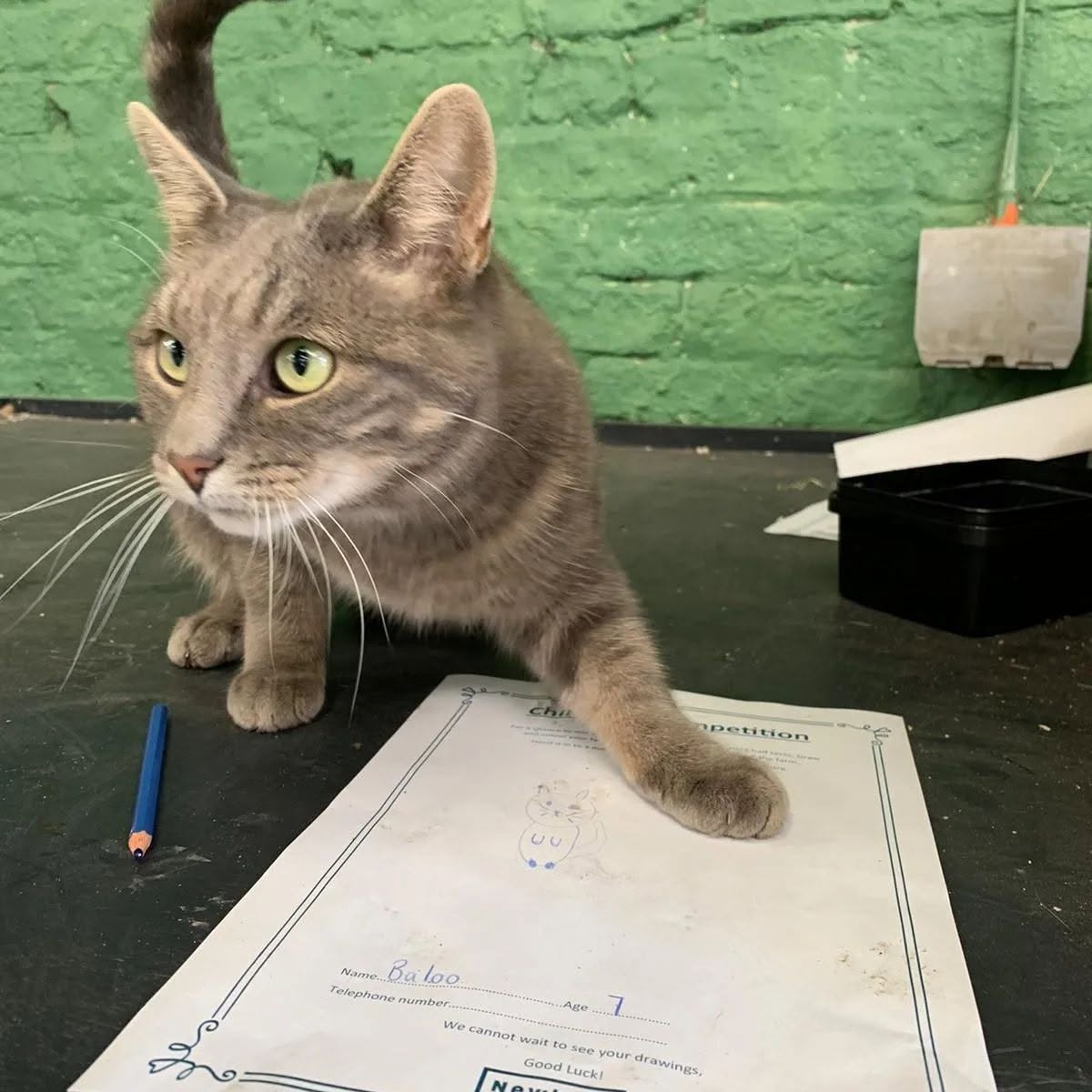 Farm cat providing website feedback because he feels there's not enough pictures of him