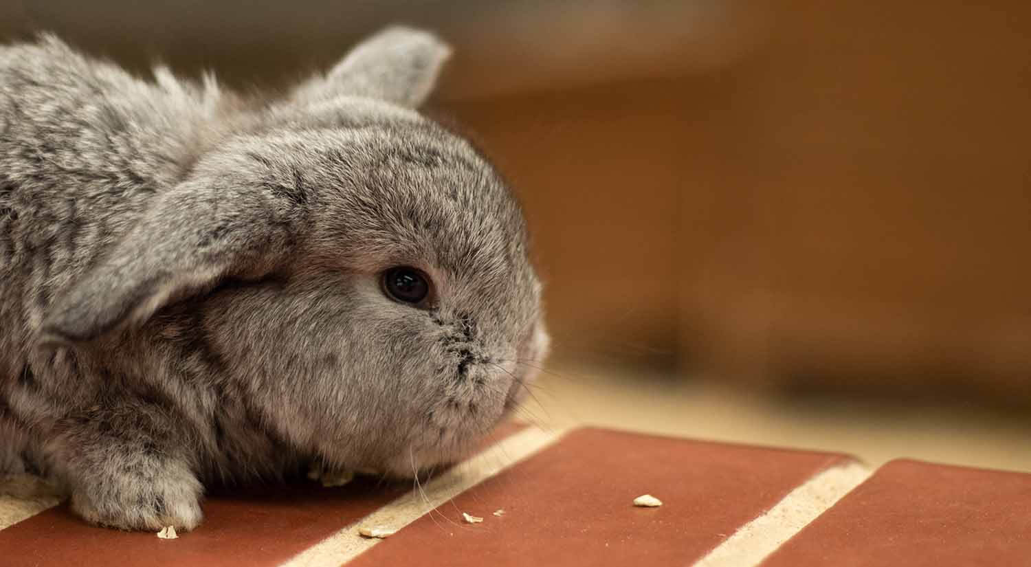 rabbit sat on wall in discovery barn rabbit sat on wall in discovery barn