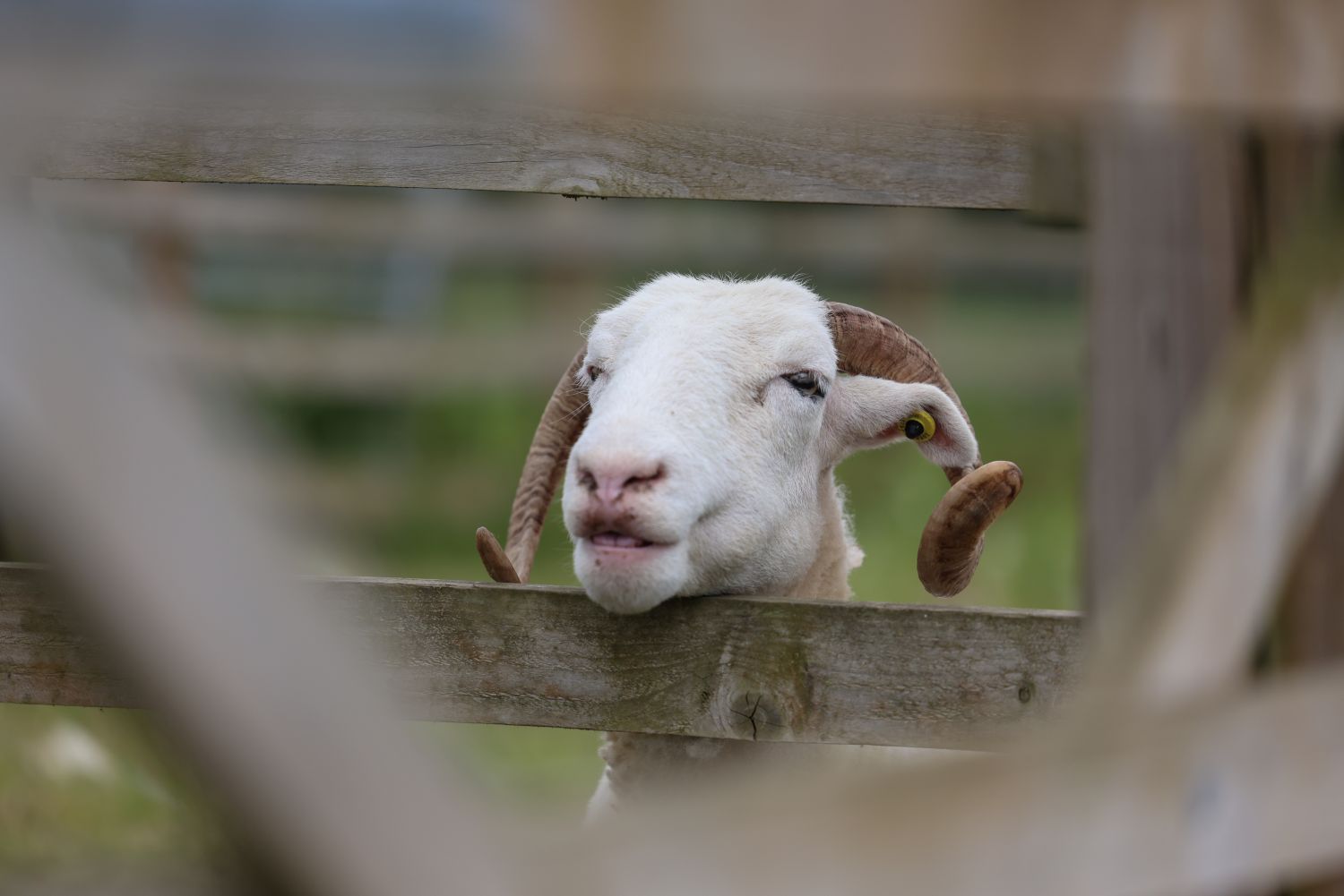 A sheep basking in the warm satisfaction of keeping up to date with Newham Grange Farm by being subscribed to the newsletter