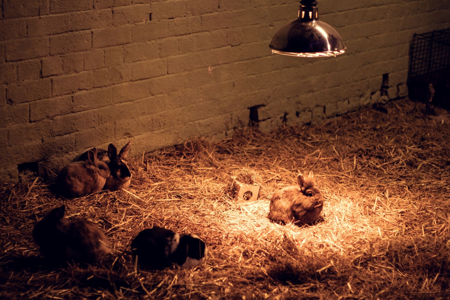 Bunny illuminated under a heat lamp, an adorable metaphor for shining a light on our terms and conditions Bunny illuminated under a heat lamp, an adorable metaphor for shining a light on our terms and conditions