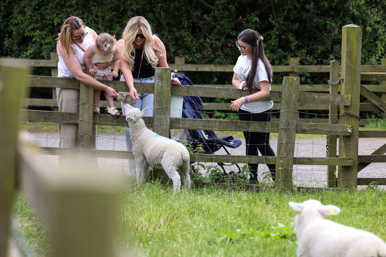 Family enjoying lambs at discounted prices