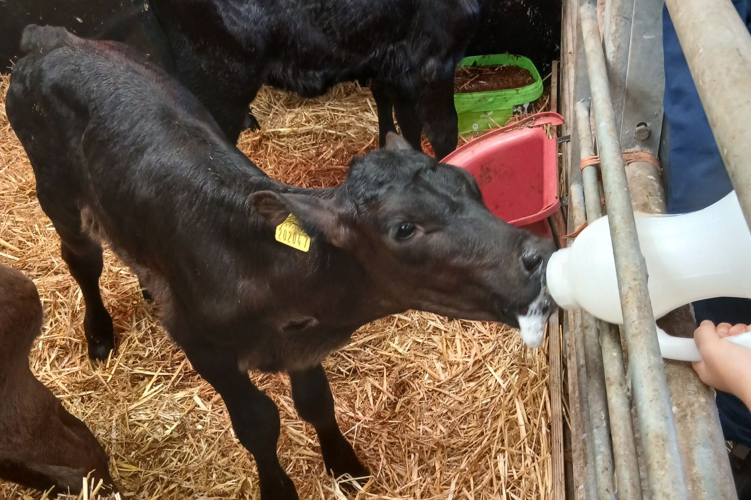 calf bottle feeding experience at newham grange farm 2 calf bottle feeding experience at newham grange farm 2